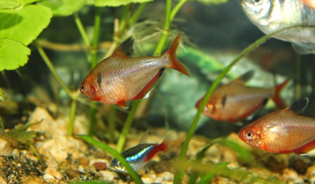 Тернеции в аквариуме