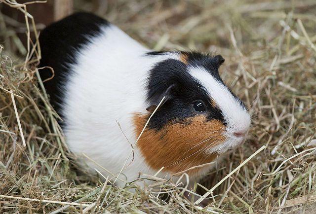 Содержание морских свинок – сено как основа рациона