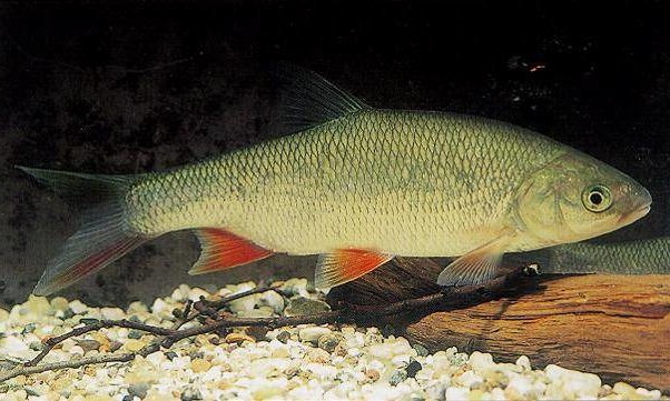 фото язь среда обитания