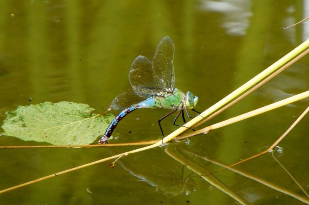 Чем питается голавль фото