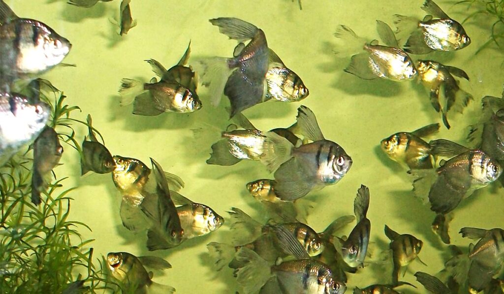 Тернеции кормление