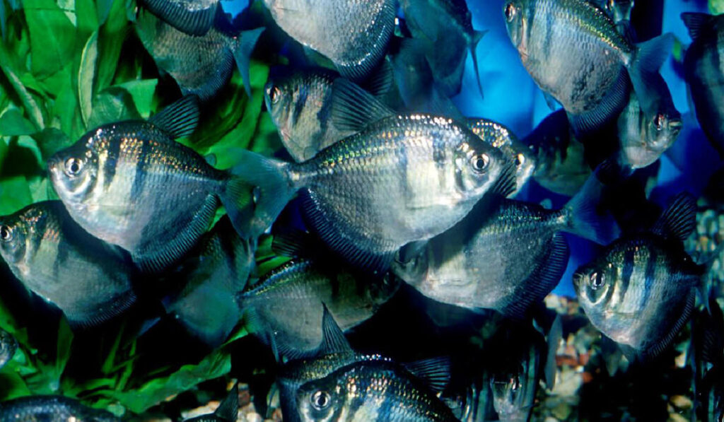 Тернеция в стайке