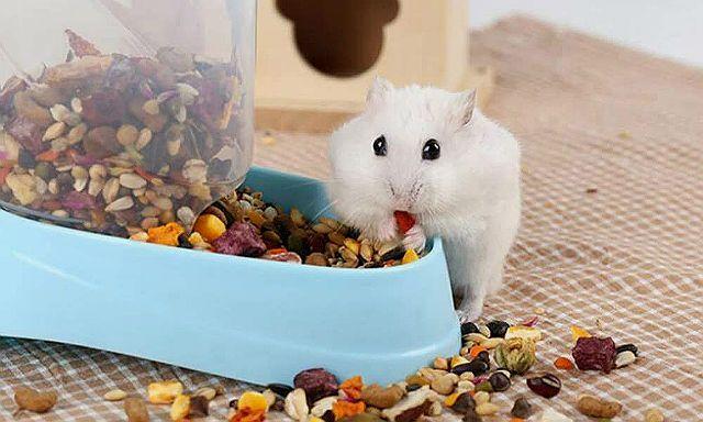 Все об уходе за хомяком – кормлении