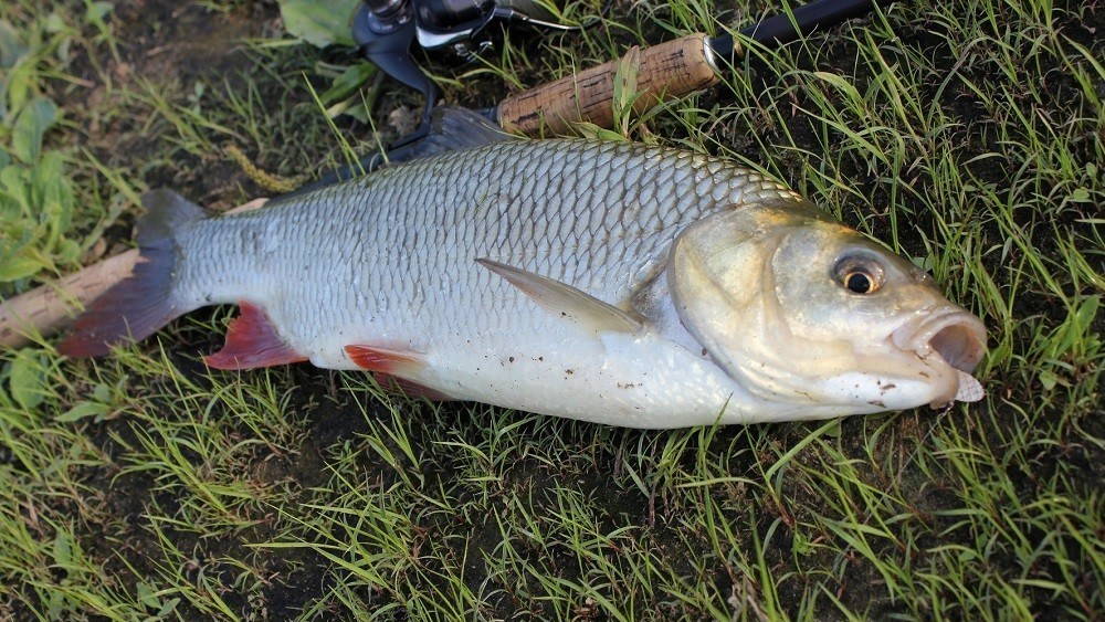 Язь на спиннинг фото