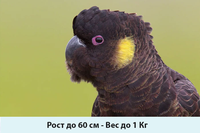 Черный какаду (пальмовый попугай): описание, образ жизни, содержание