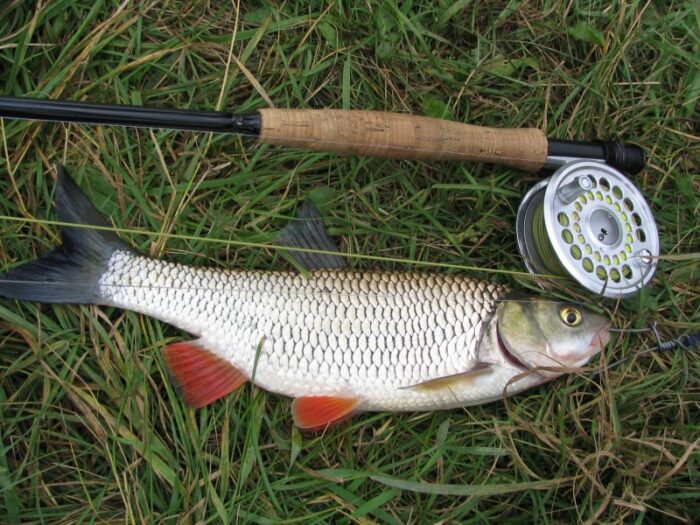 как поймать жереха на удочку