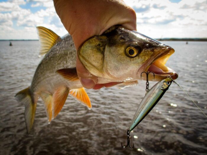 жерех попался на блесну