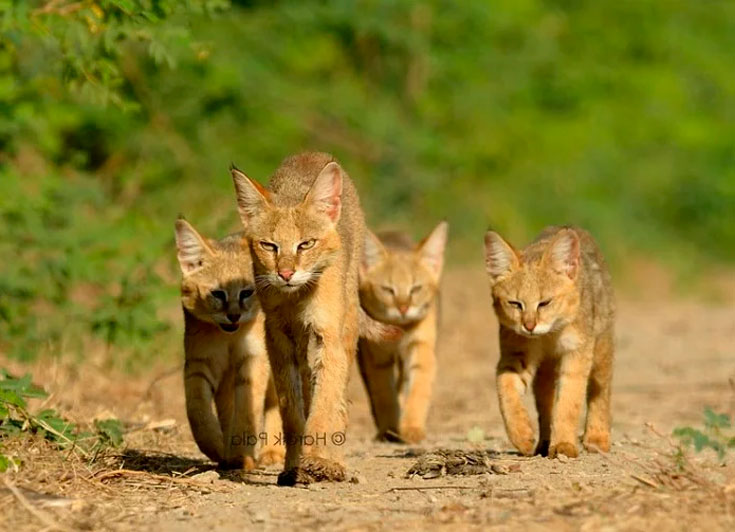 Камышовый кот: как выглядит, где обитает, вес, питание, образ жизни