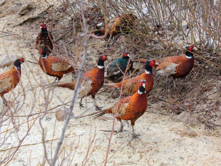 Все о фазанах: описание вида, места обитания, чем питается в природе