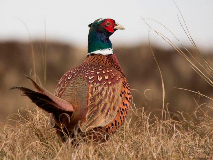 Все о фазанах: описание вида, места обитания, чем питается в природе