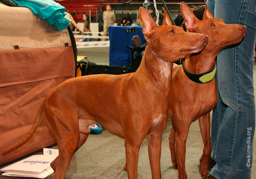 Чирнеко дель Этна