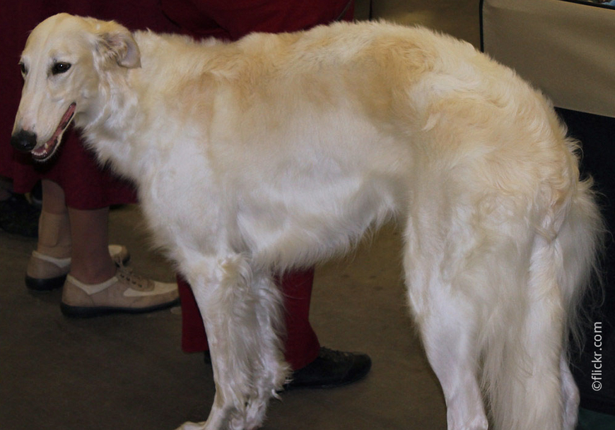 Русская собака