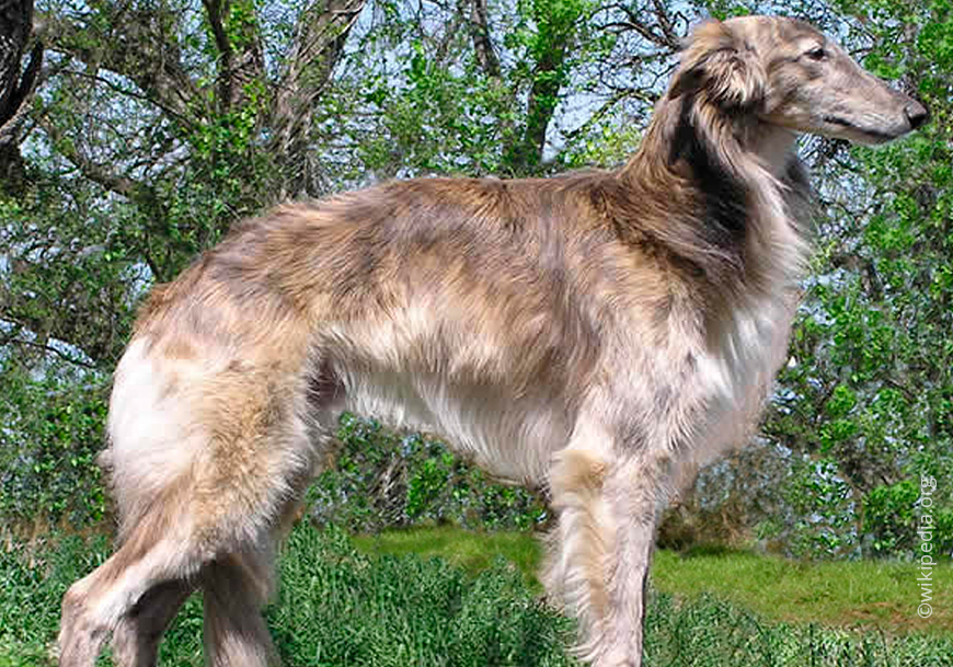 Шелковистая борзая