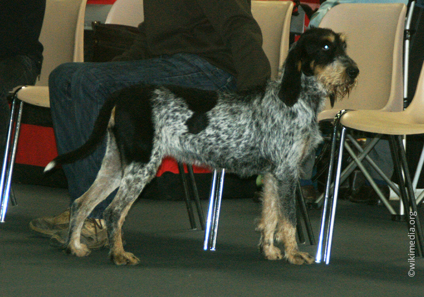 Синий гасконский бассет