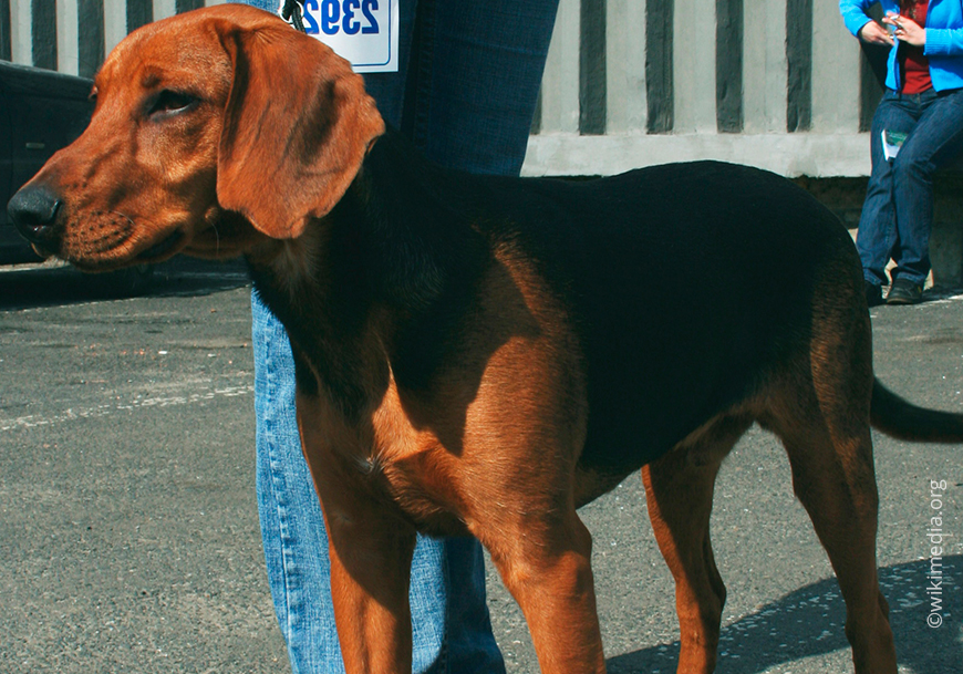 Собака Шиллера