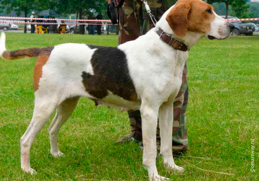 Русский шнауцер