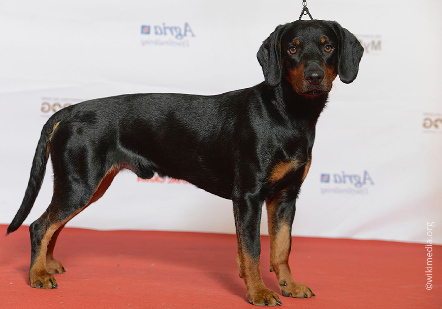 Словацкие полицейские