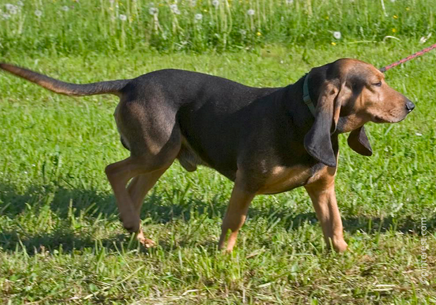 Юрская собака