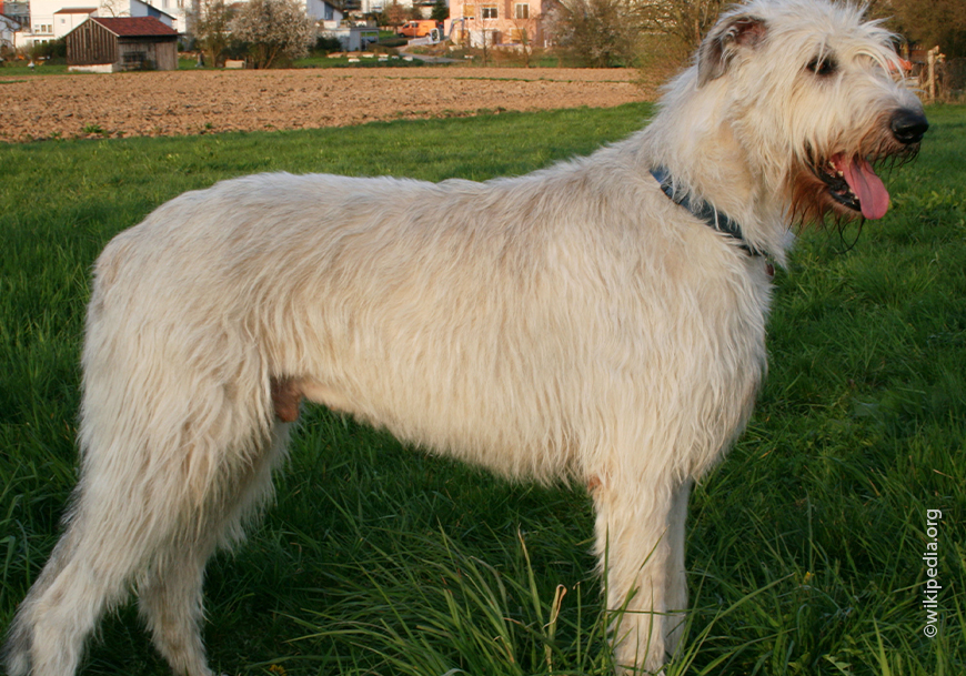 Ирландский волкодав