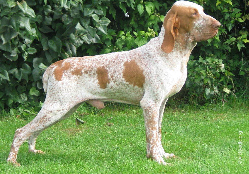 Итальянский бракк