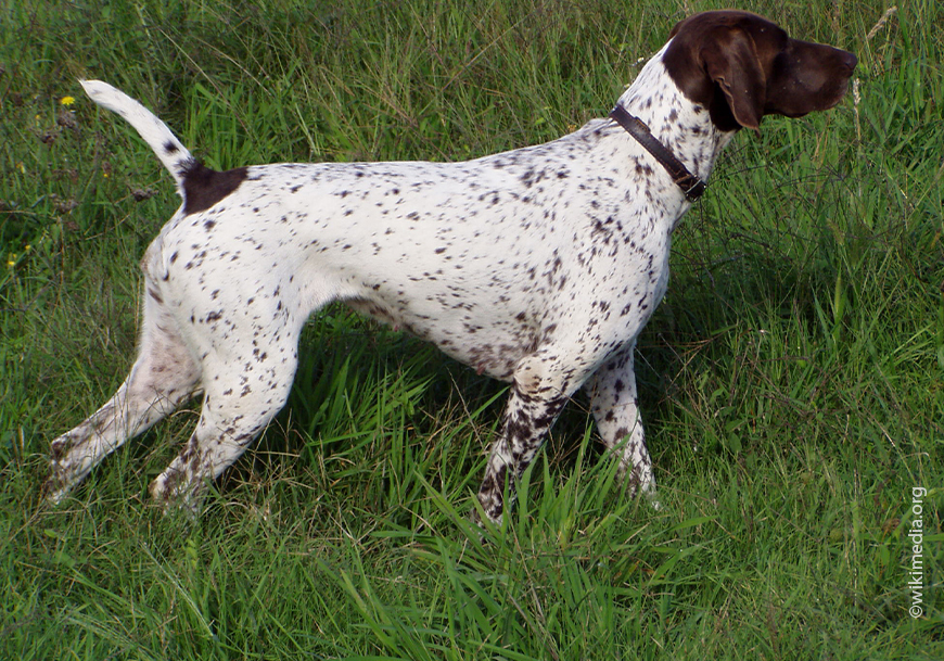 Короткие волосы