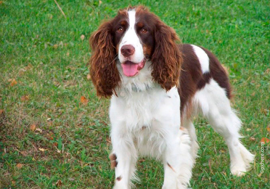 Уэльский спрингер-спаниель