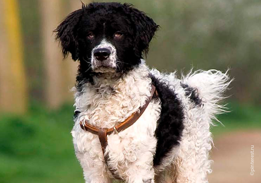 Влажная курица