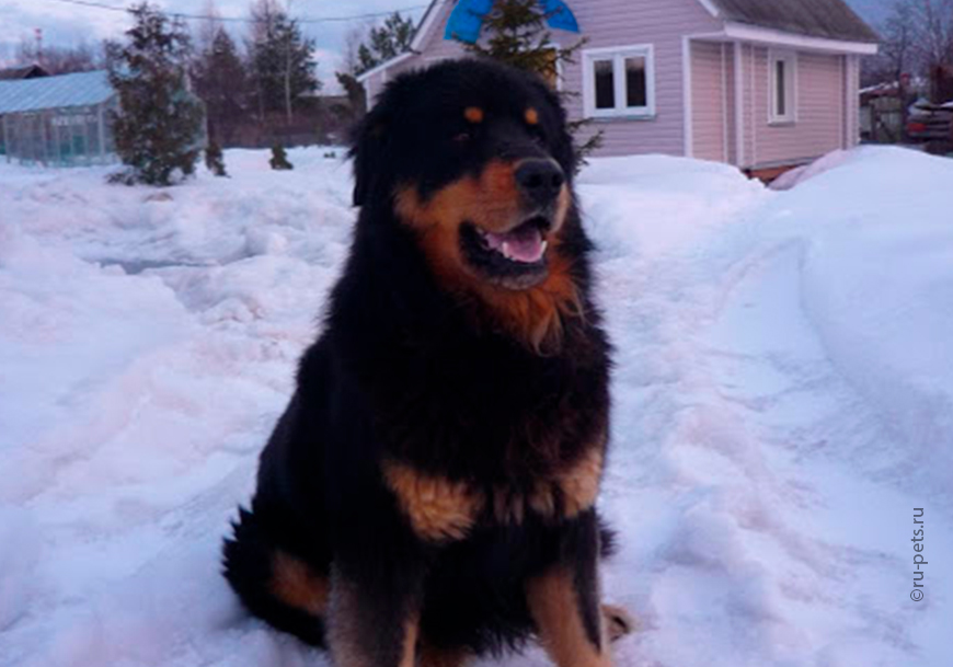 Волк Собака