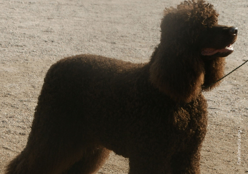 Ирландский водяной спаниель