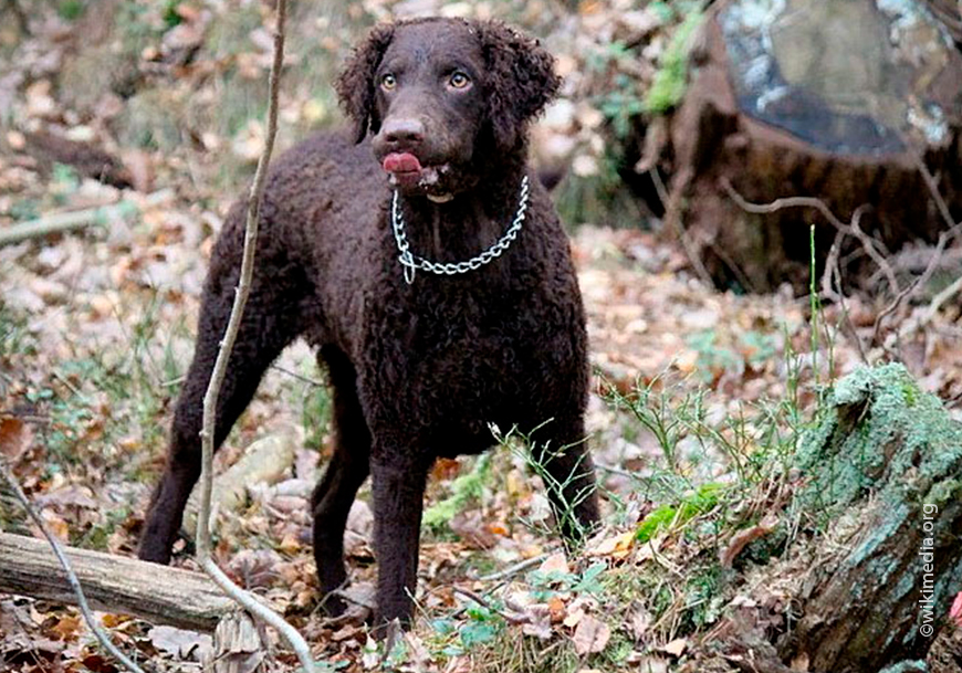 Курчавошерстный ретривер