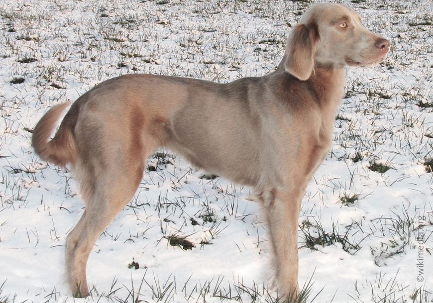 Длинные волосы