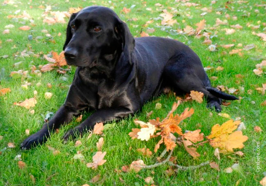 Плоскошерстный ретривер
