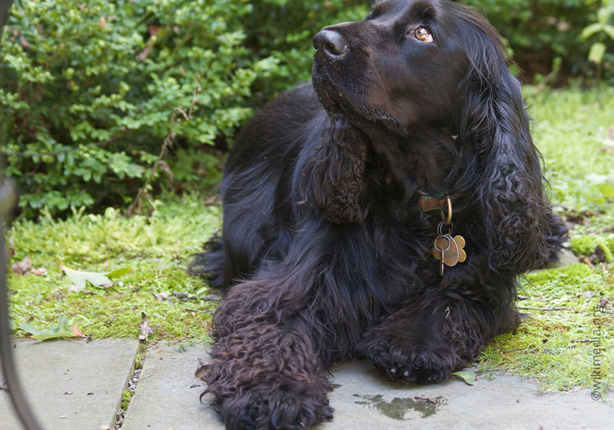 Филд-спаниель