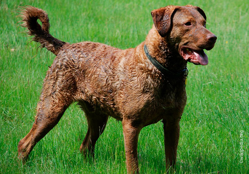 Чесапик-бей-ретривер