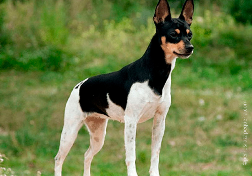 Валенсиан оценивает