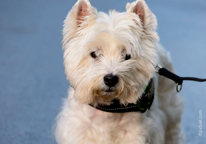 Вест-хайленд-уайт-терьер