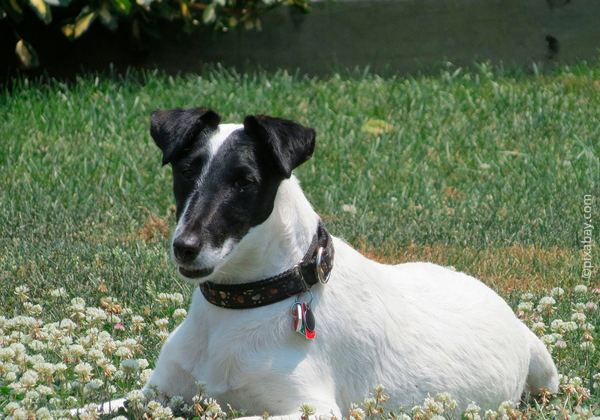 Гладкошерстный фокстерьер