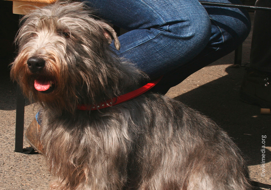 Глен оф Имаал Терьер