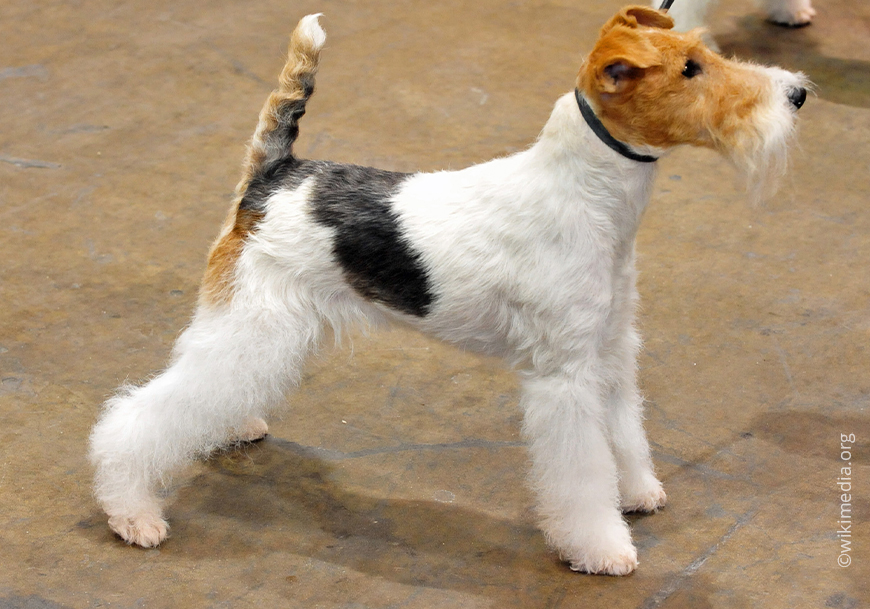 Жесткошерстный фокстерьер