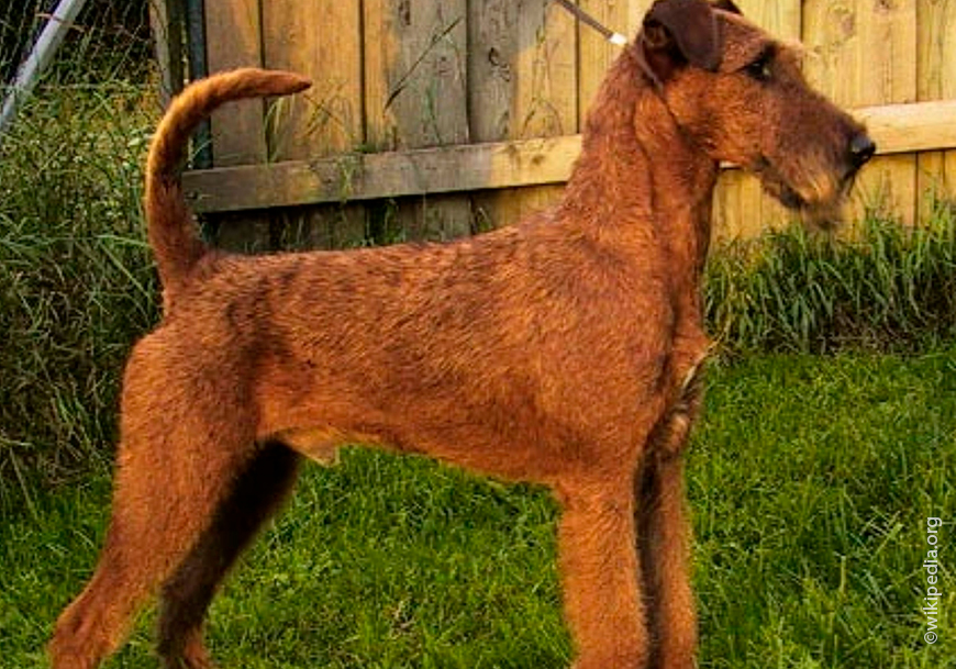 Ирландский терьер