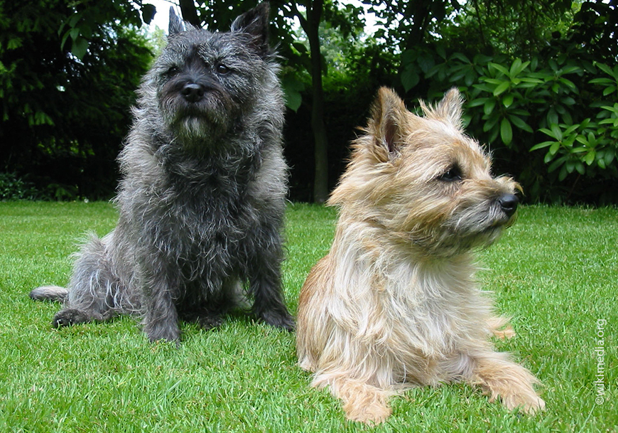 Керн-терьер