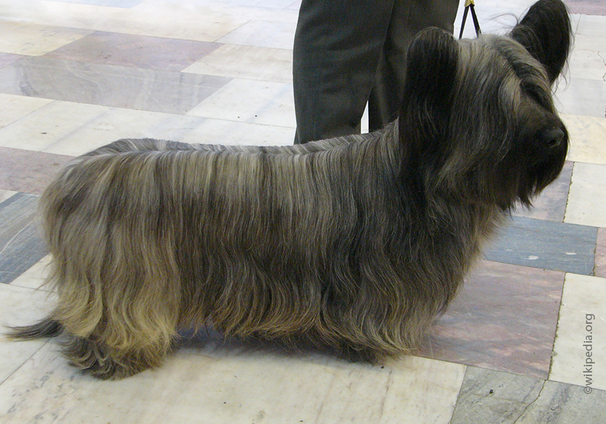 Скай Терьер