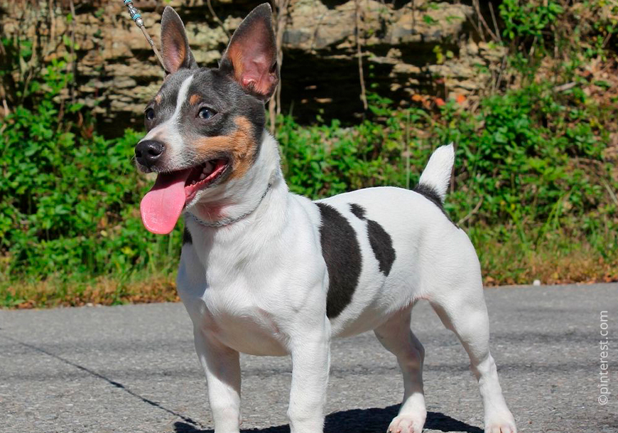 Тедди рузвельт терьер