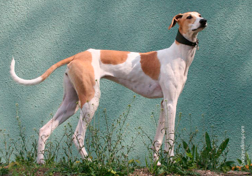 Венгерская борзая