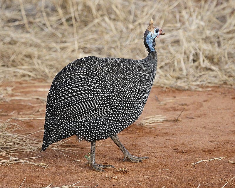 800px-helmeted_guineafowl_numida_meleagris.jpg