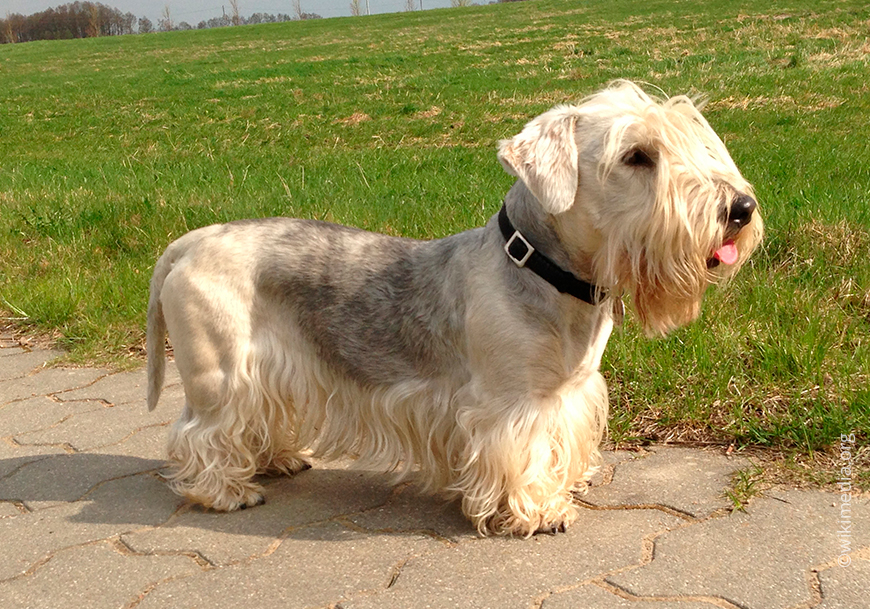 Чешский терьер