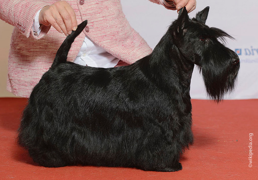 Шотландский терьер