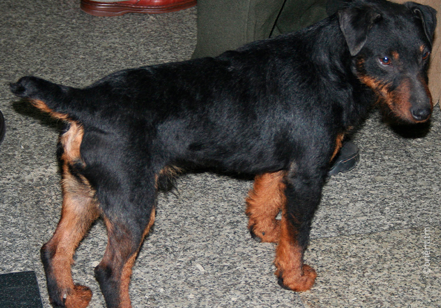 Охотничий терьер