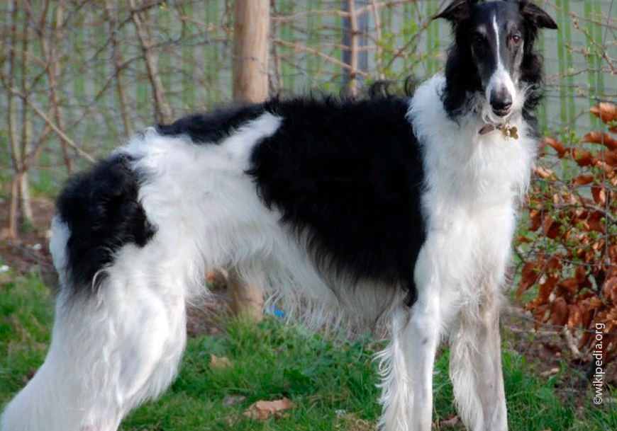 Русская борзая