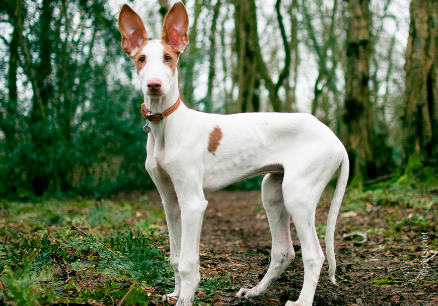 Поденко ибиценко